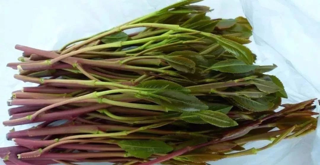 如何区分毒品原植物和普通植物,禁毒法所禁止种植的毒品原植物