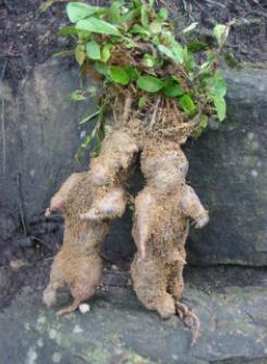 秦伯未八纲辨证,秦伯未治脾胃八法