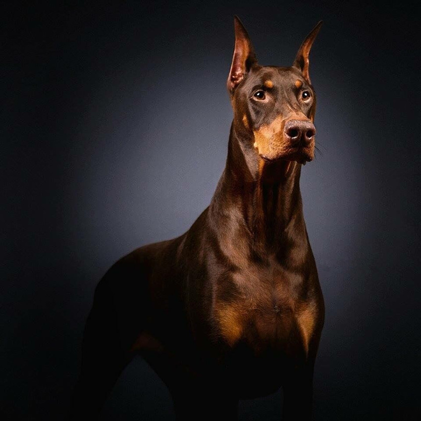 最好的十种猛犬都是哪几种,十大猛犬哪些犬对主人最真诚