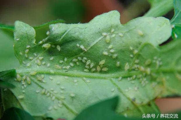 室内蚜虫从哪里来的,如何消灭蚜虫最有效的方法
