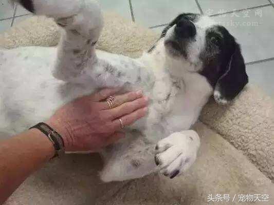 狗狗呕吐一般是什么原因导致的呢,引起狗狗呕吐的原因