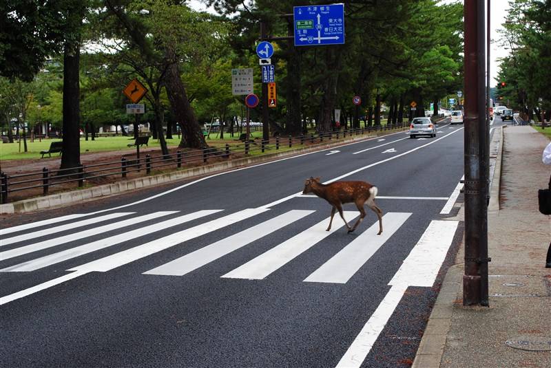 奈良鹿会鞠躬吗,为什么奈良鹿鞠躬