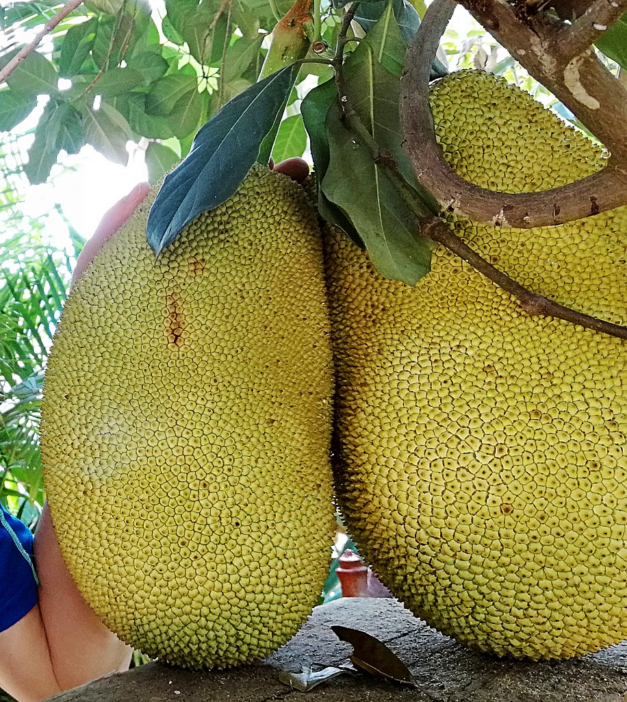 柬埔寨都有啥水果和特产,柬埔寨那些奇葩水果