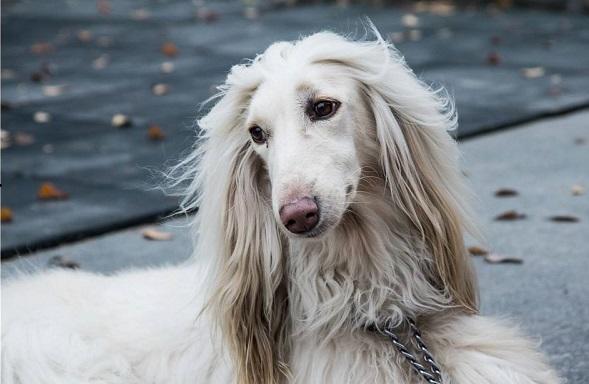 8只哈士奇极限求生,哈士奇犬类智商排名榜前十名