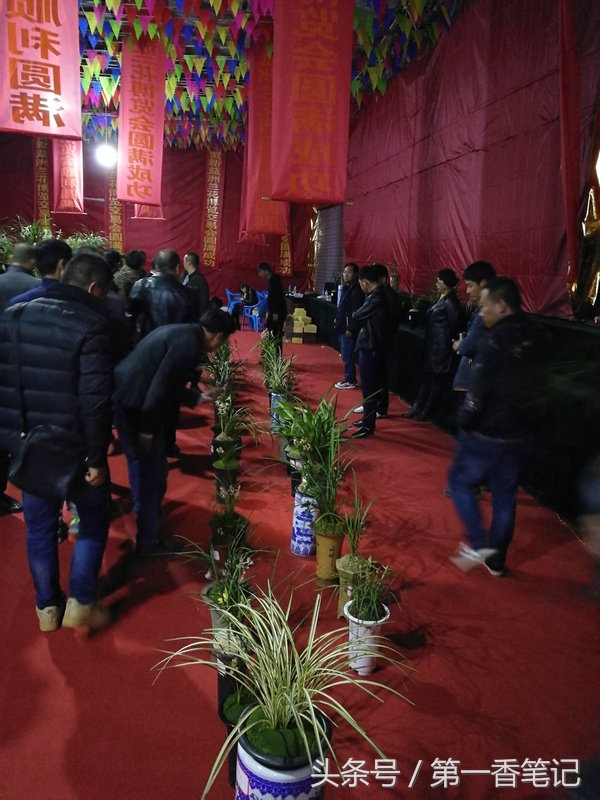 2020年云南兰花展获奖图片,2018年昆明兰花展精品图片