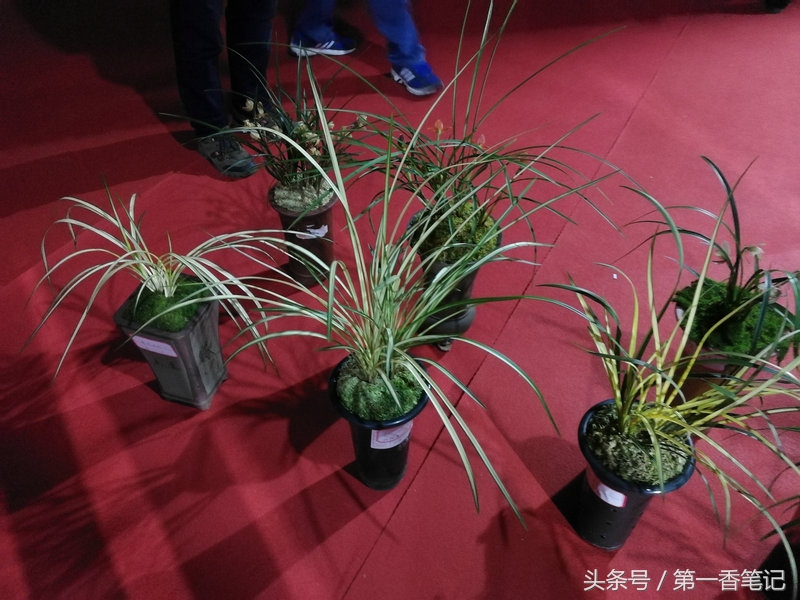 2018年昆明兰花展精品图片,云南兰花展作品欣赏