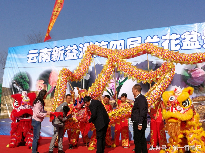 2020年云南兰花展获奖图片,2018年昆明兰花展精品图片