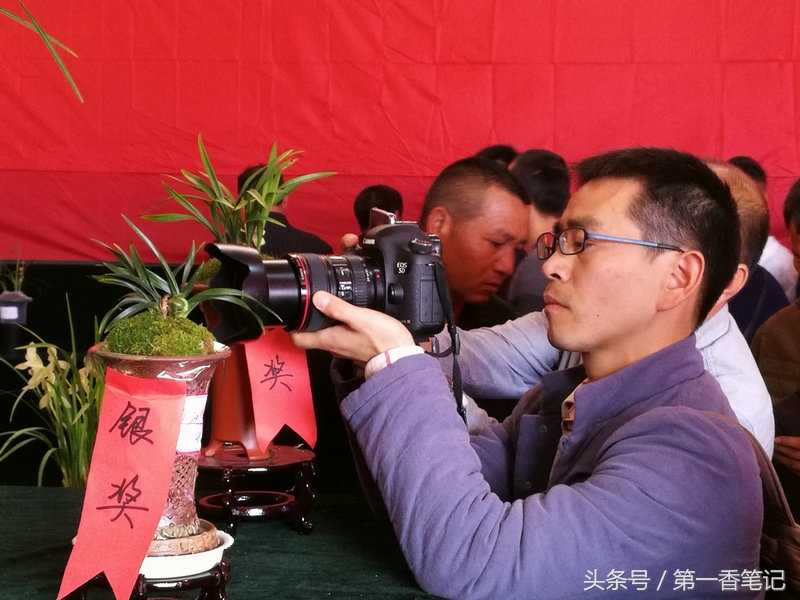 2020年云南兰花展获奖图片,2018年昆明兰花展精品图片