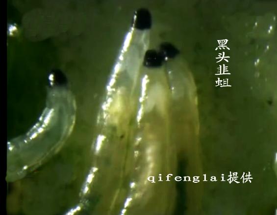 韭蛆小妙招,韭蛆怎么治对人食用无害