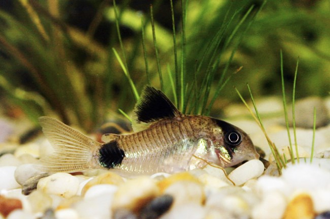 五彩缤纷绚丽多彩的观赏鱼,多彩缤纷的热带鱼图片