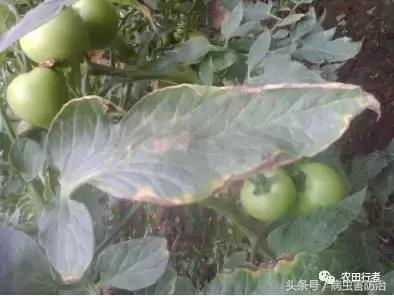 西红柿溃疡病这样防治，再得病别怨没和你说！