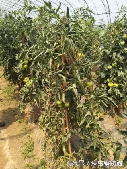 西红柿溃疡病这样防治，再得病别怨没和你说！