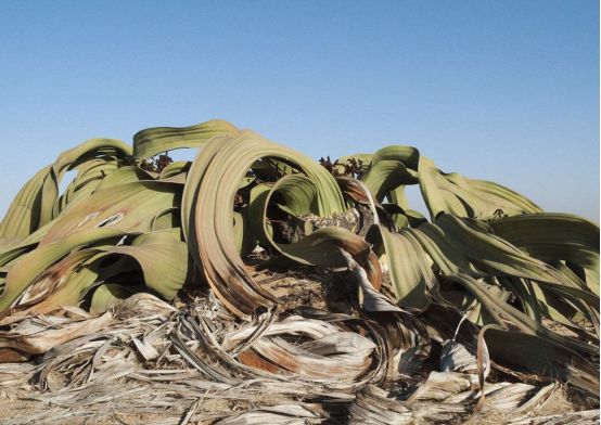 节日|今天是植树节，也是他逝世93周年的日子。