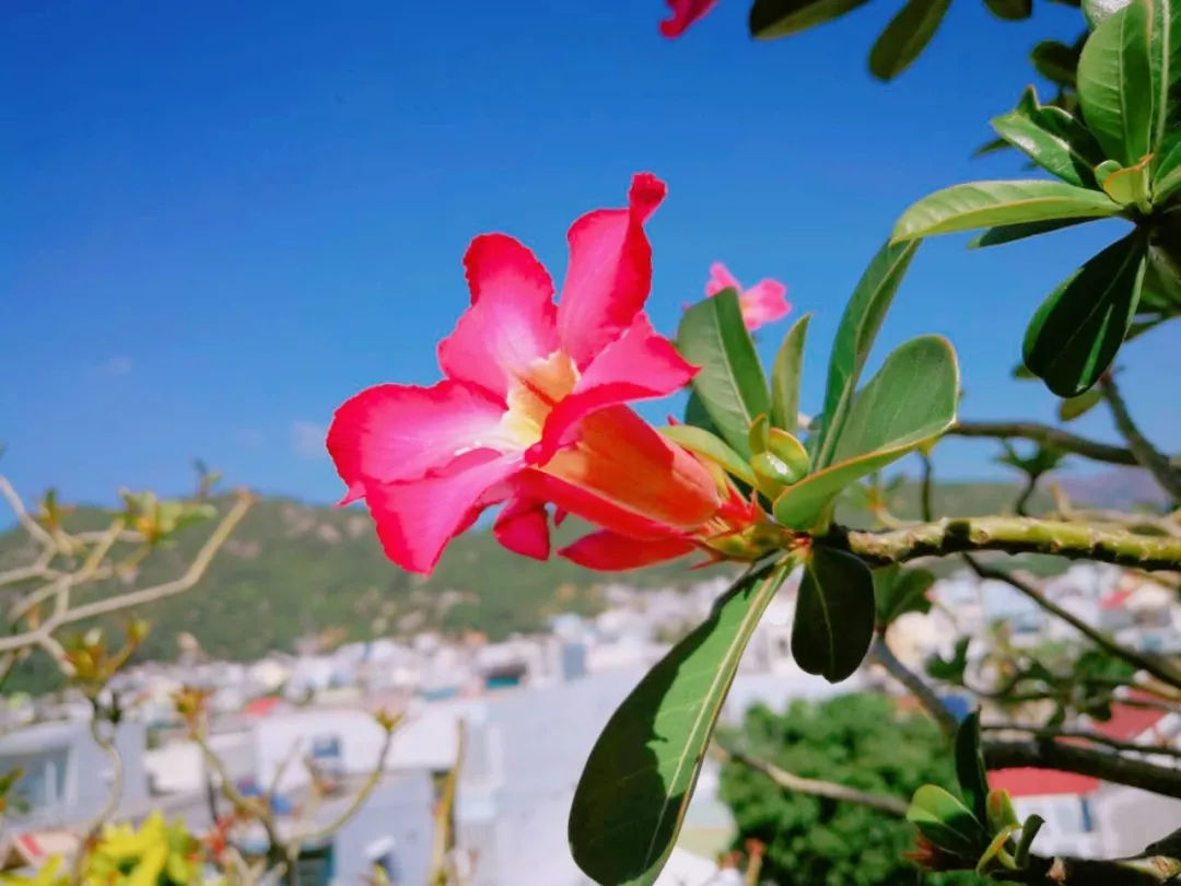 芽庄旅游攻略小清新,芽庄旅游小清新