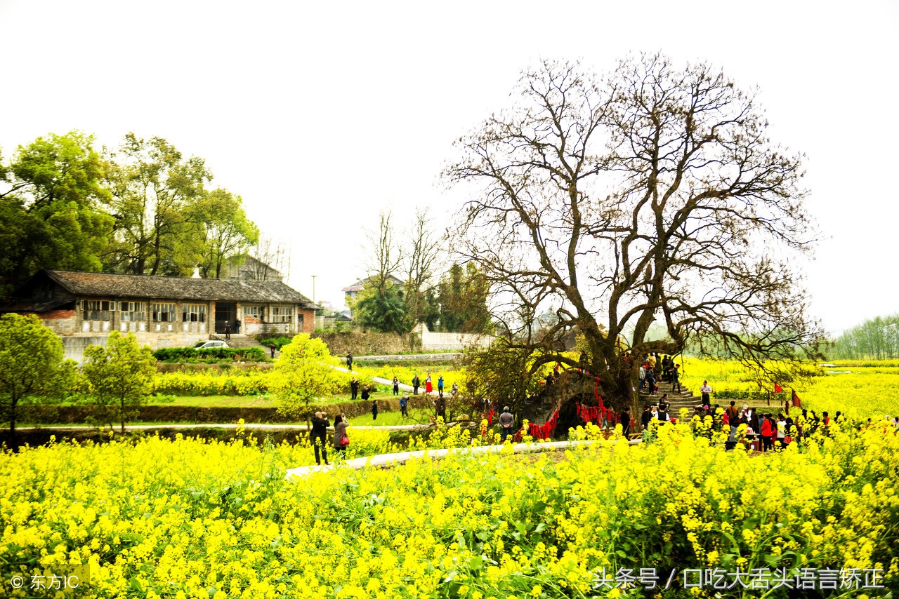 大舌头绕口令练习,绕口令锻炼唇舌力度纠正错误发音