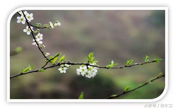 投之以桃,报之以李,投我以桃报之以李配图