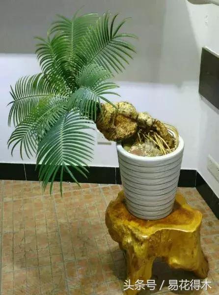 惊蛰适合播种哪些花木盆栽,惊蛰过后盆栽怎么养活好