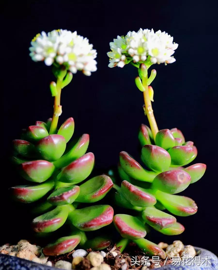 惊蛰适合播种哪些花木盆栽,惊蛰过后盆栽怎么养活好