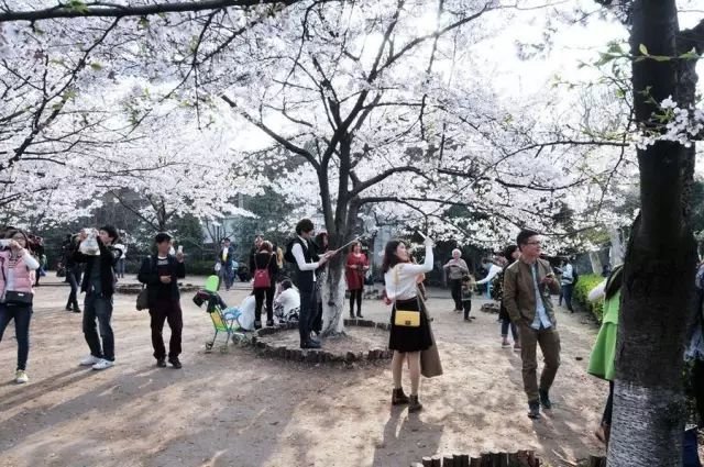 不用去日本不用去武汉就能看樱花,不用去日本就能看到日本风景