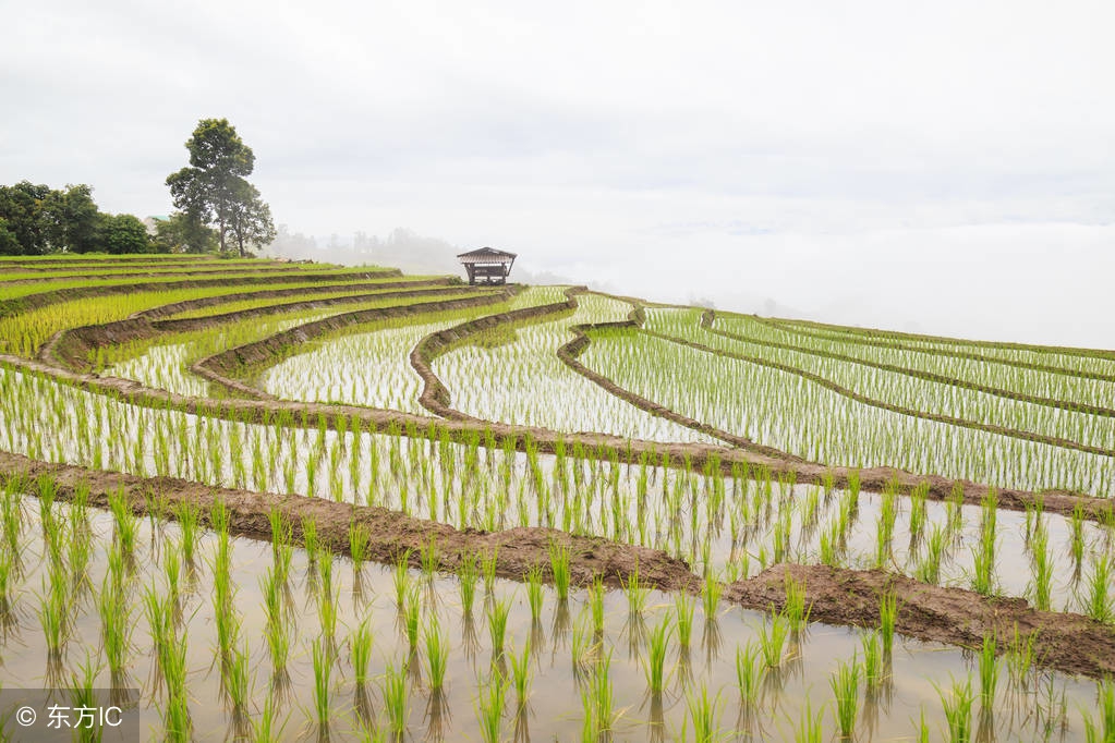 2018水稻价格黑稻,水稻行情2018年水稻价格