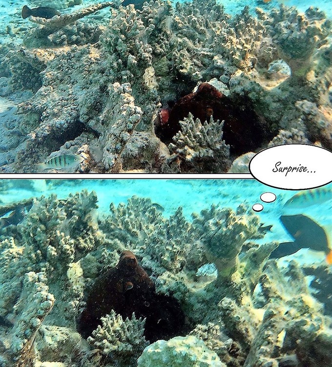 马尔代夫a级浮潜岛有哪些,马尔代夫卡娜丽芙岛浮潜