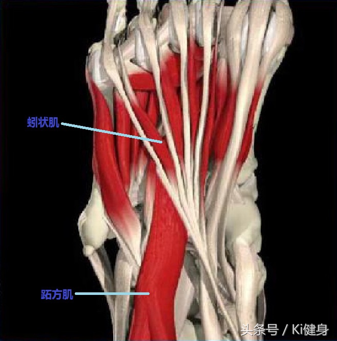 足部运动学解剖，总是莫名其妙疼还抽抽？（下篇）