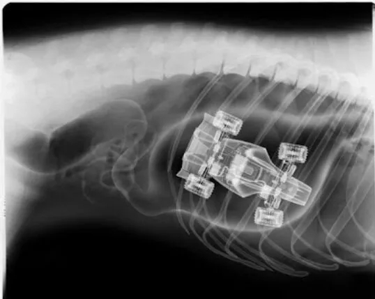 狗狗吞食异物做手术需要多少钱,狗狗不小心吞食了异物怎么办