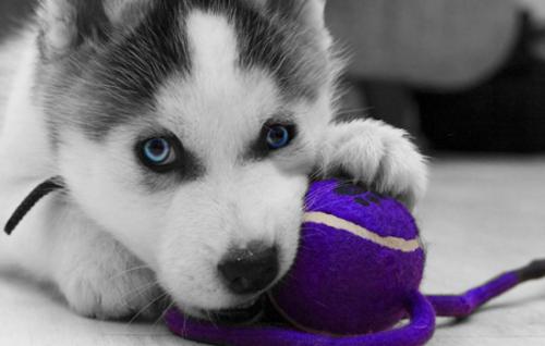 狗狗吞食异物做手术需要多少钱,狗狗不小心吞食了异物怎么办