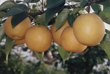 山东省昌邑市房价,山东省昌邑市办公家具