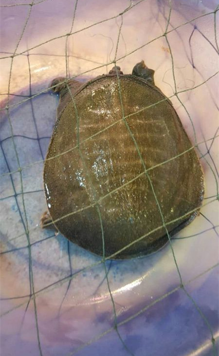 正确的宰龟方法,龟咋杀的