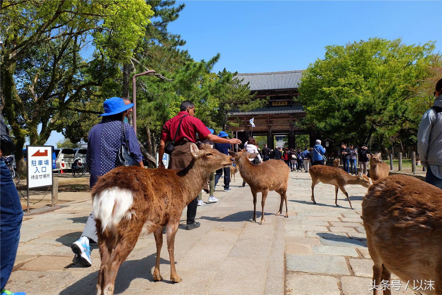奈良公园喂小鹿视频,日本奈良公园喂小鹿