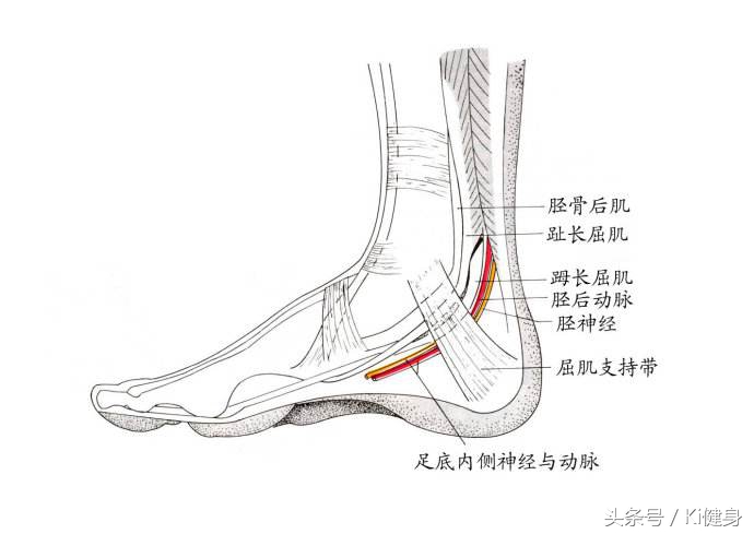 足部运动学解剖，总是莫名其妙疼？（下篇）开脑洞