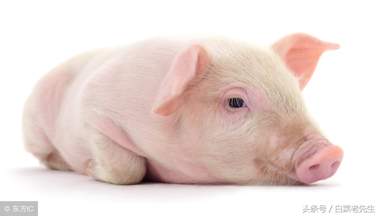 男女十二生肖婚姻配对大全详解 (十二生肖龙虎相配的属相)