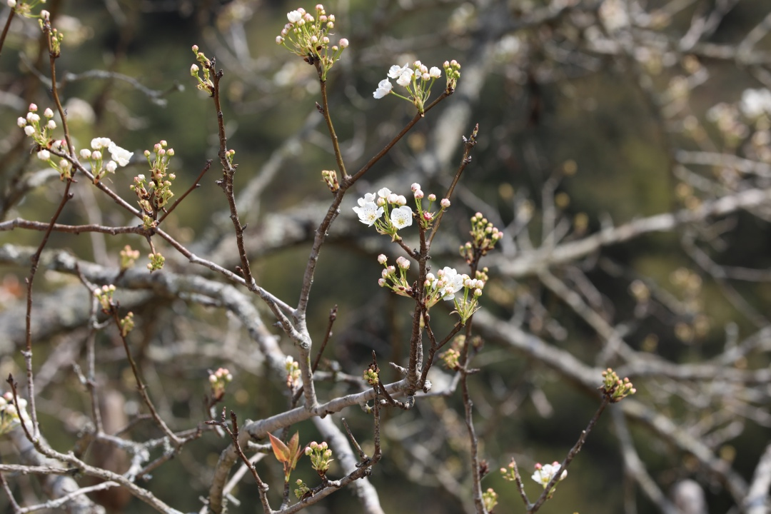 福建永定土楼之旅,去福建土楼看什么