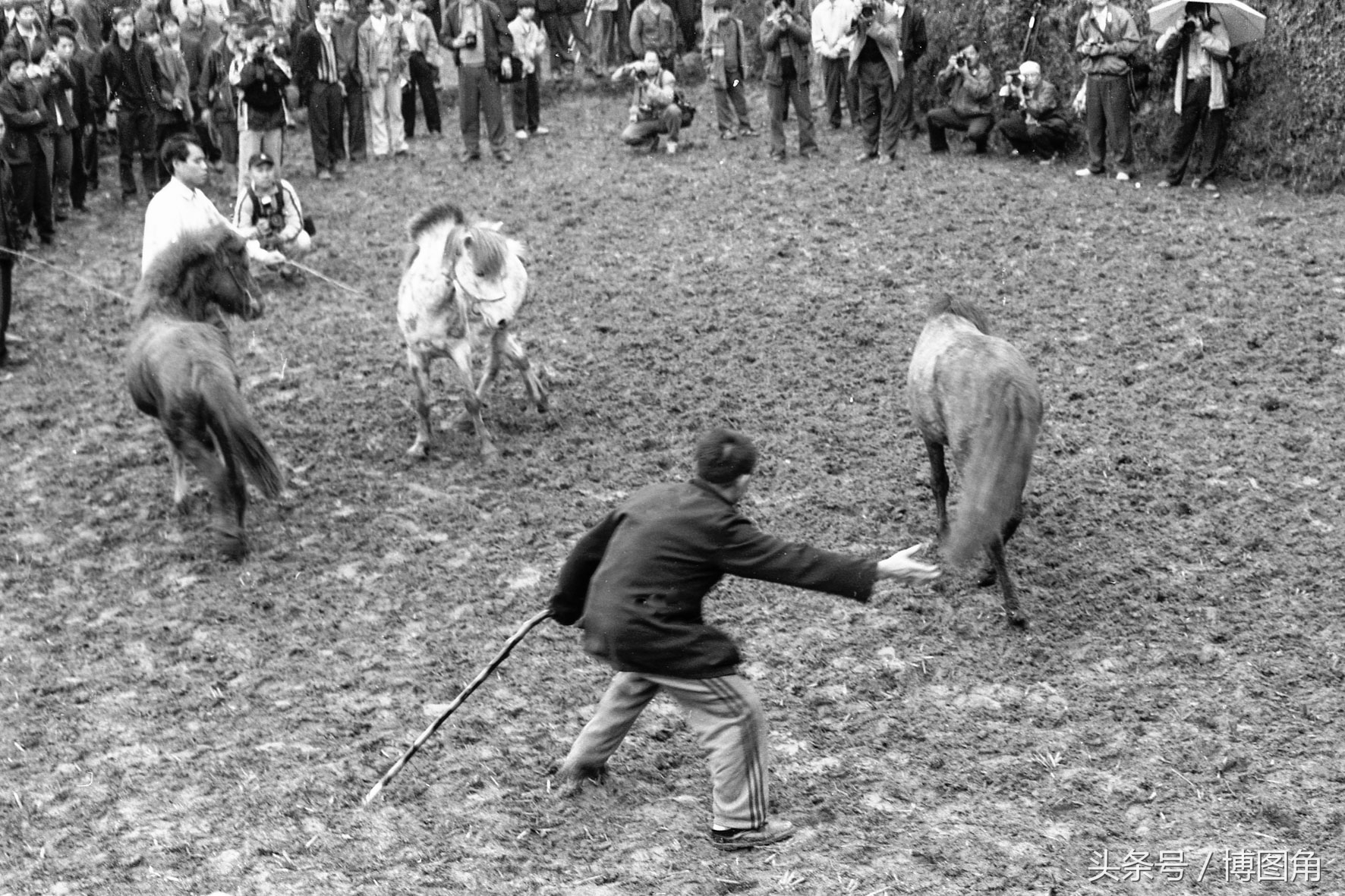 苗家风俗：除了斗鸡、斗牛，还斗马