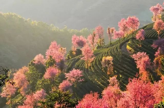 最美樱花季，国内外赏樱攻略在此！好看，好吃，好买！