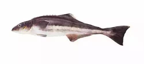 常见的大型海鲜鱼类有哪些,名贵海鲜鱼类大全