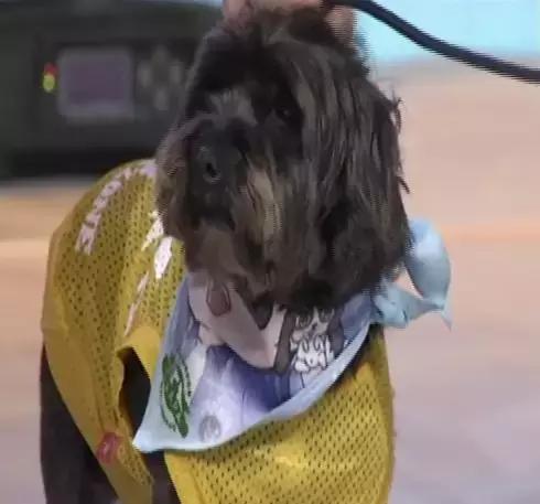 两只短腿柯基,柯基的腿短还是法斗的腿短