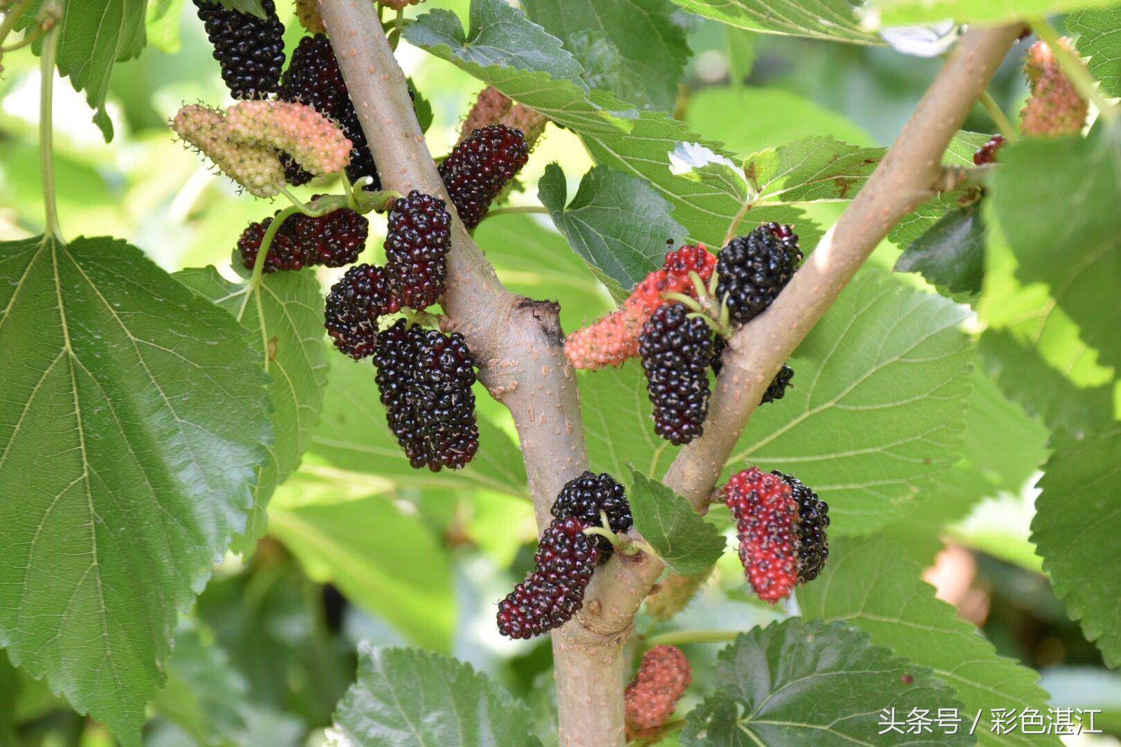 雷州乌石天成台旅游攻略,广东雷州市乌石镇旅游攻略