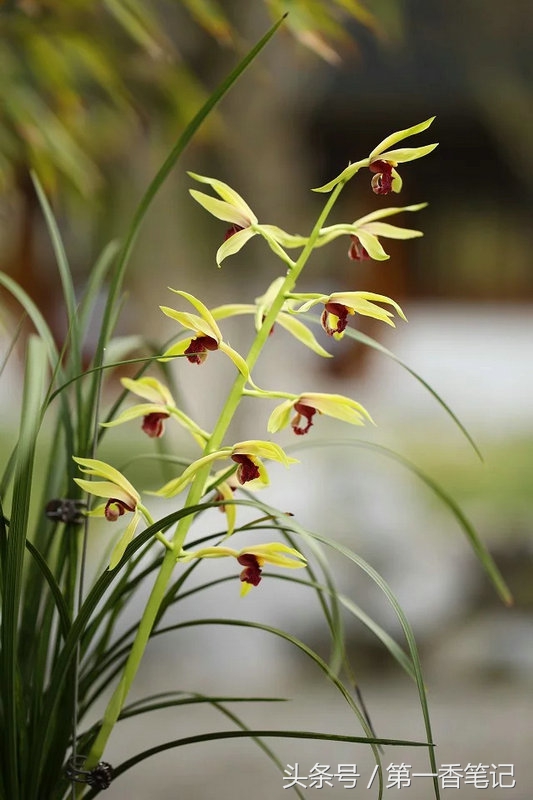 393：麻壳素不同于赤壳素以及兰花苞衣上麻的释义