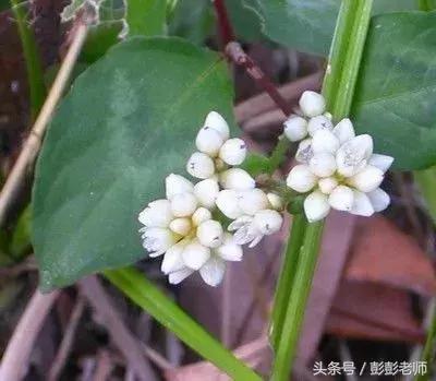 每日一学草药03白花蛇舌草,每日一学草药淫羊藿