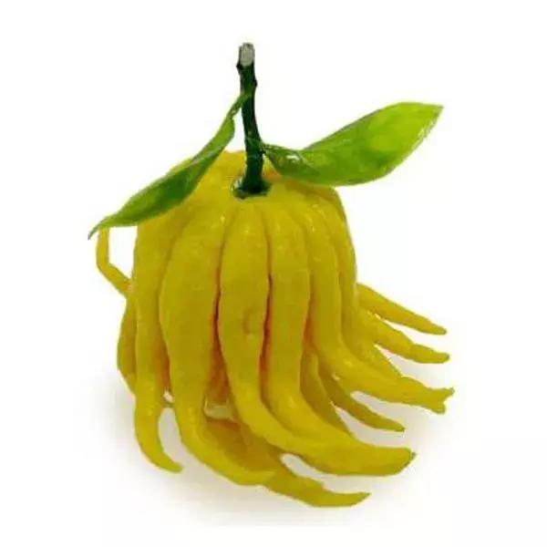 佛手止咳化痰特别好,佛手果怎么熏香