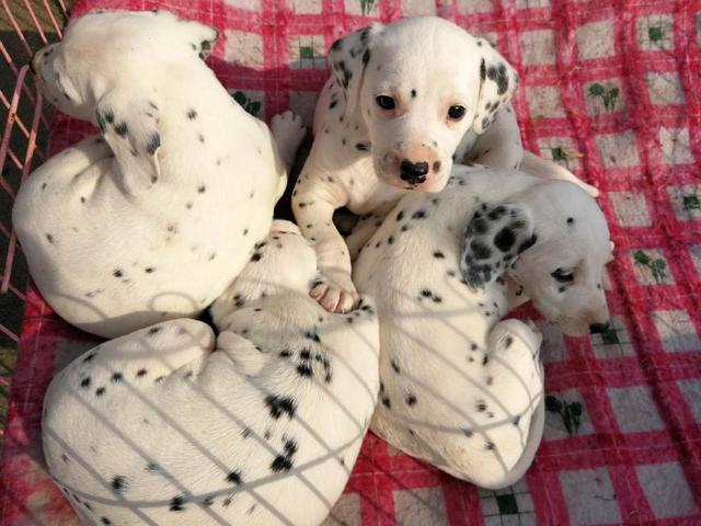 集市上的幼狗，有的眼神充满期待，有的眼神很胆怯，看为啥