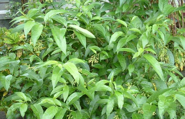 夜来香叶子枯黄怎么办,夜来香叶发黄怎样处理