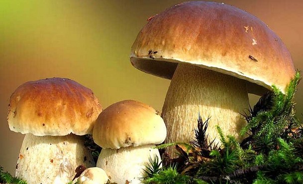 有几种维生素对眼睛好,吃什么维生素可以保护眼睛