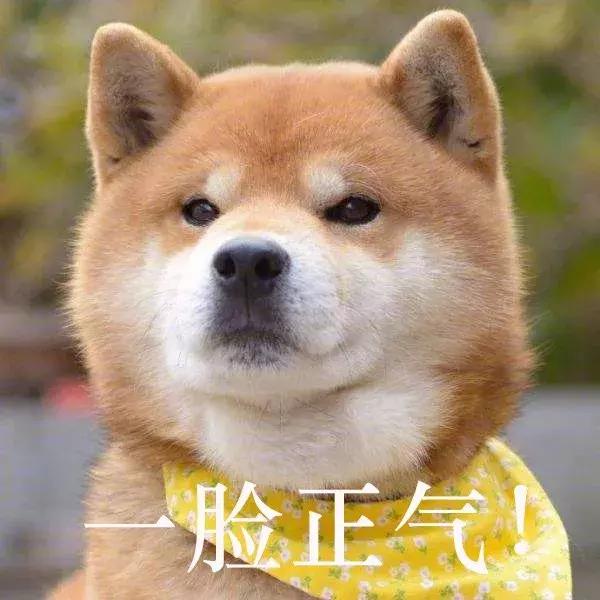 谁给你的勇气卖假药，3.15宠物行业也有血雨腥风