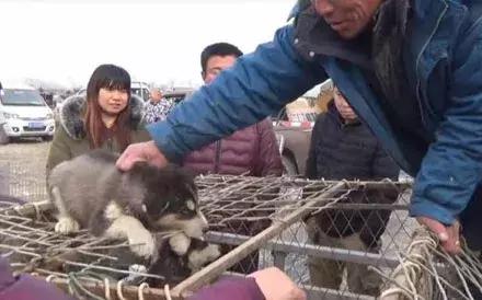 500元一只哈士奇,500块哈士奇