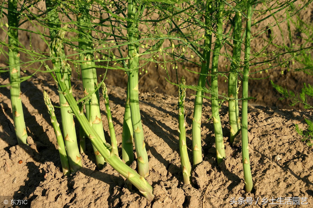 芦笋怎么催芽比较发芽率高,芦笋的种植要多长时间才能发芽