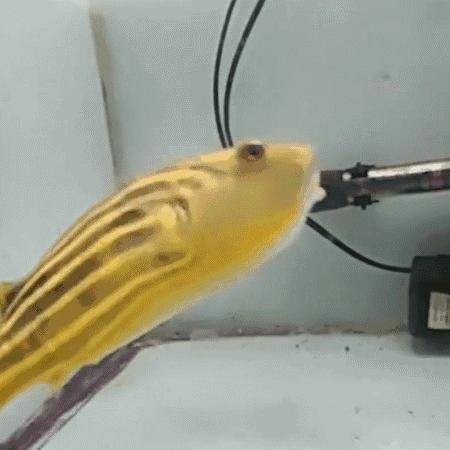 牙好胃口好的鱼，蜈蚣蝎子当零食，啃水蛇像吃面条