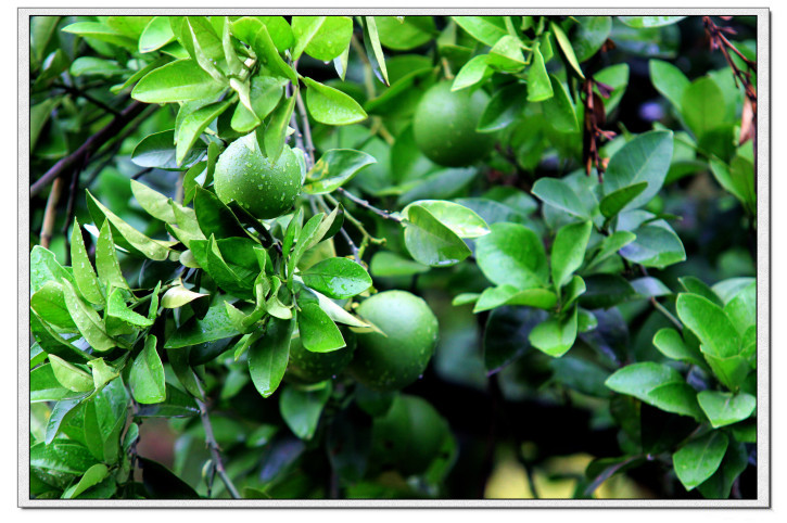龙泉市好吃美食,丽水市龙泉市特色美食